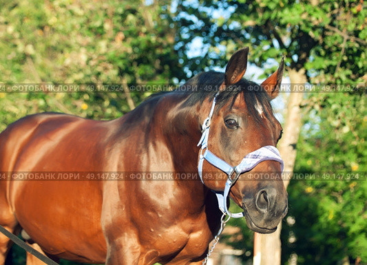  beautiful bay sportive stallion in blue halter  . sunny evening. Стоковое фото, агентство Ingram Publishing / Фотобанк Лори