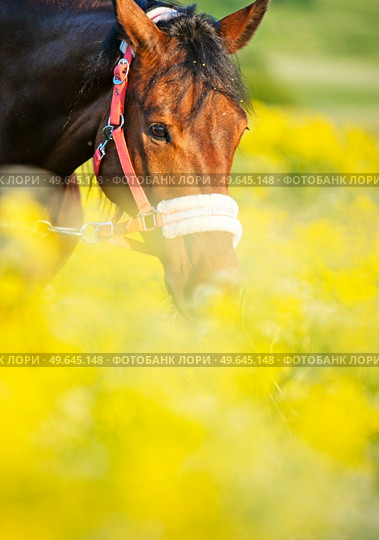  portrait of bay horse in blossom meadow in nice halter. close up. sunny day. Стоковое фото, агентство Ingram Publishing / Фотобанк Лори