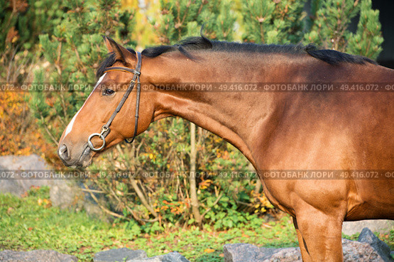  portrait sportive warmblood horse posing against stable. Стоковое фото, агентство Ingram Publishing / Фотобанк Лори