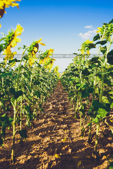  Sunflower field crops in a sunny day                              . Стоковое фото, агентство Ingram Publishing / Фотобанк Лори