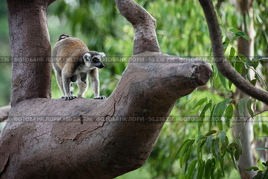  Wild Madagascar cat on the tree at safari zoo. Стоковое фото, агентство Ingram Publishing / Фотобанк Лори