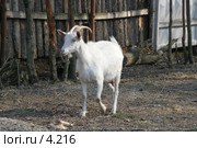 Коза. Стоковое фото, фотограф Ирина Терентьева / Фотобанк Лори