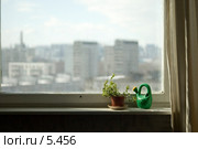 Цветы и лейка на подоконнике, вид на город из окна. Стоковое фото, фотограф Дарья Олеринская / Фотобанк Лори