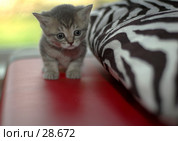 Котёнок. Стоковое фото, фотограф Игорь Соколов / Фотобанк Лори