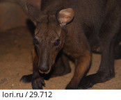 Macropus bernardus. Пещерный кенгуру. Стоковое фото, фотограф Eleanor Wilks / Фотобанк Лори