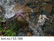 Прибой и морская звезда. Стоковое фото, фотограф Андрюхина Анастасия / Фотобанк Лори