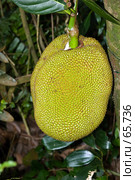 Джекфрут (нангка) или индийское хлебное дерево (Artocarpus heterophyllus) Стоковое фото, фотограф Парушин Евгений / Фотобанк Лори
