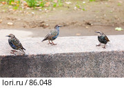 Три скворца. Стоковое фото, фотограф Argument / Фотобанк Лори
