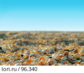 Берег моря, усыпанный ракушками. Стоковое фото, фотограф only / Фотобанк Лори