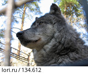 Канадский волк. Новосибирский зоопарк. Стоковое фото, фотограф Сергей Пристяжнюк (Serg Zastavkin) / Фотобанк Лори
