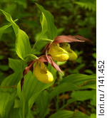 Орхидея в Приморской тайге. Венерин башмачок настоящий (лат. Cypripedium calceolus) Стоковое фото, фотограф Олег Рубик / Фотобанк Лори