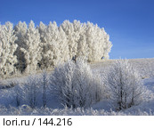 Белая роща. Стоковое фото, фотограф Герман Филатов / Фотобанк Лори