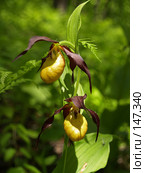 Орхидея в Приморской тайге. Венерин башмачок настоящий (лат. Cypripedium calceolus) Стоковое фото, фотограф Олег Рубик / Фотобанк Лори