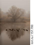 Пруд туманным утром. Стоковое фото, фотограф Julia Shepeleva / Фотобанк Лори