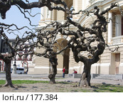 Украина,город Одесса,деревья на фоне Оперного театра (2005 год). Стоковое фото, фотограф Галина  Горбунова / Фотобанк Лори