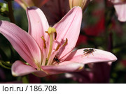 Раскрытый цветок розовой Лилии с осами ( Lilium ) Стоковое фото, фотограф Сергей Лешков / Фотобанк Лори