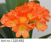 Оранжевая кливия. Clivia miniata. Стоковое фото, фотограф Александр Катайцев / Фотобанк Лори