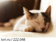 Спящий домашний кот. Стоковое фото, фотограф Евгений Захаров / Фотобанк Лори