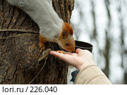А у Вас что? Белку кормят с руки. Стоковое фото, фотограф Ларина Татьяна / Фотобанк Лори