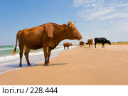 Загорающие коровы. Стоковое фото, фотограф Кравецкий Геннадий / Фотобанк Лори
