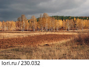 Скоро грянет буря. Березы освещенные солнцем на фоне туч. Стоковое фото, фотограф Александр Щепин / Фотобанк Лори