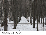 Коридор из деревьев. Стоковое фото, фотограф Антон Перегрузкин / Фотобанк Лори