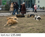 Отдых бродячих собак (2008 год). Редакционное фото, фотограф Артем Ефимов / Фотобанк Лори