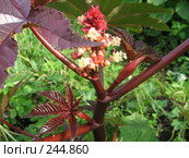 Клещевина обыкновенная (ricinus communis) Стоковое фото, фотограф Заноза-Ру / Фотобанк Лори