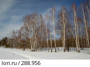 Весна в лесу. Стоковое фото, фотограф Селигеев Андрей Иванович / Фотобанк Лори