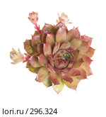Молодило (Sempervivum) с формирующимися новыми растениями, изолированное изображение. Стоковое фото, фотограф Tamara Kulikova / Фотобанк Лори