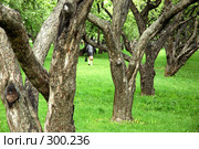 Стволы яблони (2008 год). Редакционное фото, фотограф Абдурагимова Наталия / Фотобанк Лори