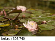 Кувшинки. Стоковое фото, фотограф Игорь Р / Фотобанк Лори