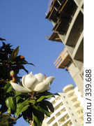 Цветок магнолии и строящиеся здания на заднем плане (2008 год). Стоковое фото, фотограф Михаил Малышев / Фотобанк Лори