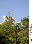 Пальмы и строительство многоэтажного дома в Сочи (2008 год). Стоковое фото, фотограф Михаил Малышев / Фотобанк Лори
