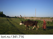 Бабушка гонит корову (2008 год). Редакционное фото, фотограф Талдыкин Юрий / Фотобанк Лори
