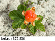 Морошка на фоне ягеля. Стоковое фото, фотограф Григорий Писоцкий / Фотобанк Лори