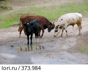 Три быка: белый, чёрный, рыжий. Стоковое фото, фотограф Т. З. / Фотобанк Лори