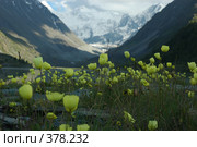 Маки у подножья Белухи (2008 год). Редакционное фото, фотограф Абдурагимова Наталия / Фотобанк Лори