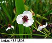 Стрелолист обыкновенный (Sagittaria sagittifolia) Стоковое фото, фотограф Светлана Кириллова / Фотобанк Лори