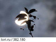 Солнечное затмение сквозь ветку дерева. Стоковое фото, фотограф Argument / Фотобанк Лори