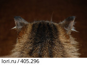 Кошка (вид сзади) Стоковое фото, фотограф Никонор Дифотин / Фотобанк Лори