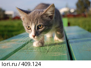 Котёнок крадётся по лавочке. Стоковое фото, фотограф Никонор Дифотин / Фотобанк Лори