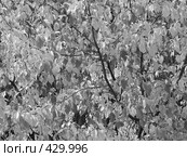Листва (черно-белое) Стоковое фото, фотограф Ivan Markeev / Фотобанк Лори