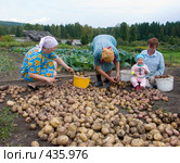 Сортировка картофеля. Русские национальные забавы. Стоковое фото, фотограф Ирина Солошенко / Фотобанк Лори