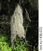 Лишайник уснея густобородая — Usnea dasypoga. Стоковое фото, фотограф Заноза-Ру / Фотобанк Лори