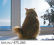 Кот на подоконнике. Стоковое фото, фотограф Михаил Котов / Фотобанк Лори