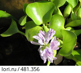 ВОДЯНОЙ ГИАЦИНТ (EICHORNIA) сем. Понтедериевые. Стоковое фото, фотограф Заноза-Ру / Фотобанк Лори