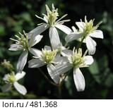 Ломонос джунгарский - Clematis songorica. Стоковое фото, фотограф Заноза-Ру / Фотобанк Лори