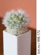 Маммиллярия (Mammillaria bocasana) Стоковое фото, фотограф Галина Лукьяненко / Фотобанк Лори