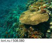 Рыба (Thalassoma rueppellii) на коралловом рифе Красного моря. Стоковое фото, фотограф Владимир Чинин / Фотобанк Лори
